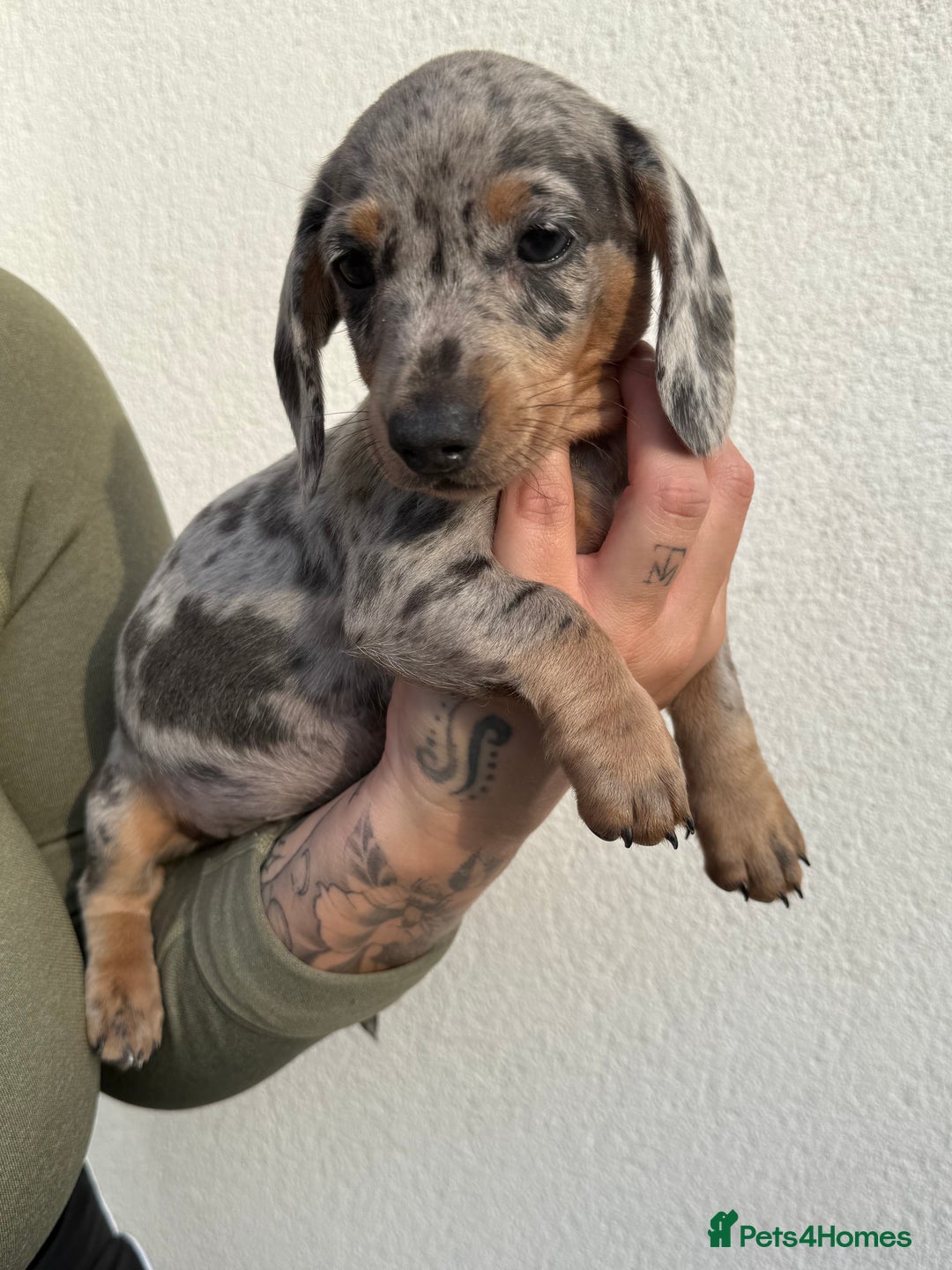 Miniature Dachshund dogs for sale: Miniature dachshund boys can leave today ❤️🤍  - Image 5