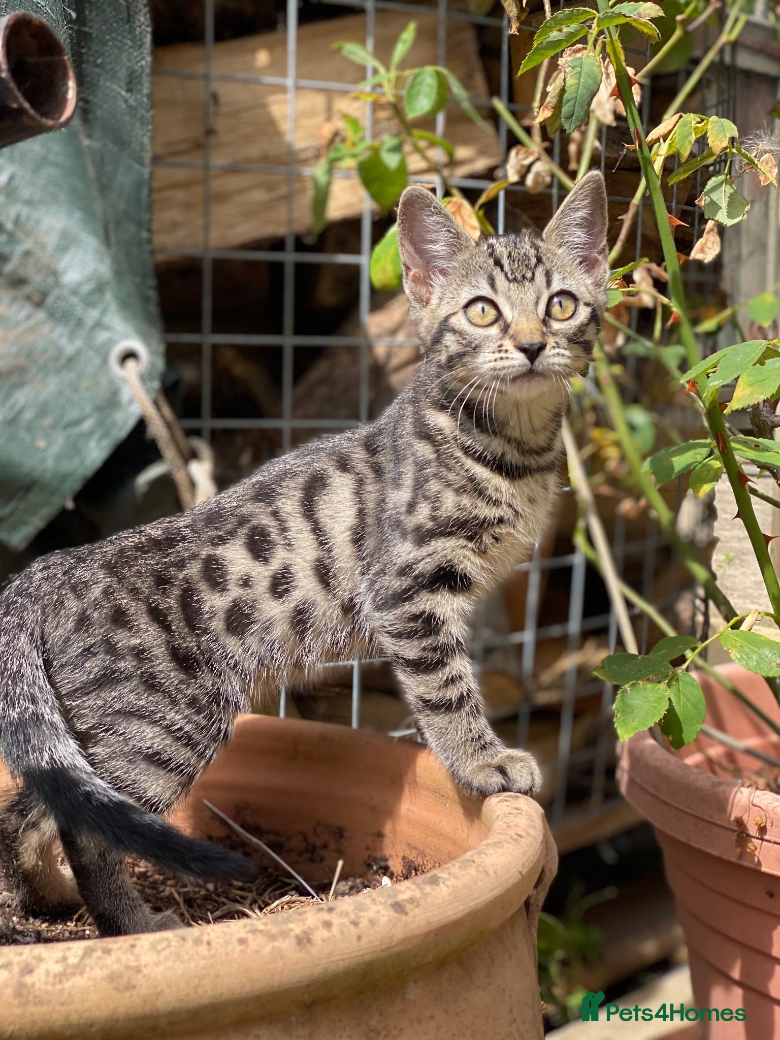 Bengal cats Bengal x kitten ready for new home - Advert 5