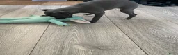 Italian Greyhound dogs for sale: KC italian greyhound puppie for sale  - Advert 6