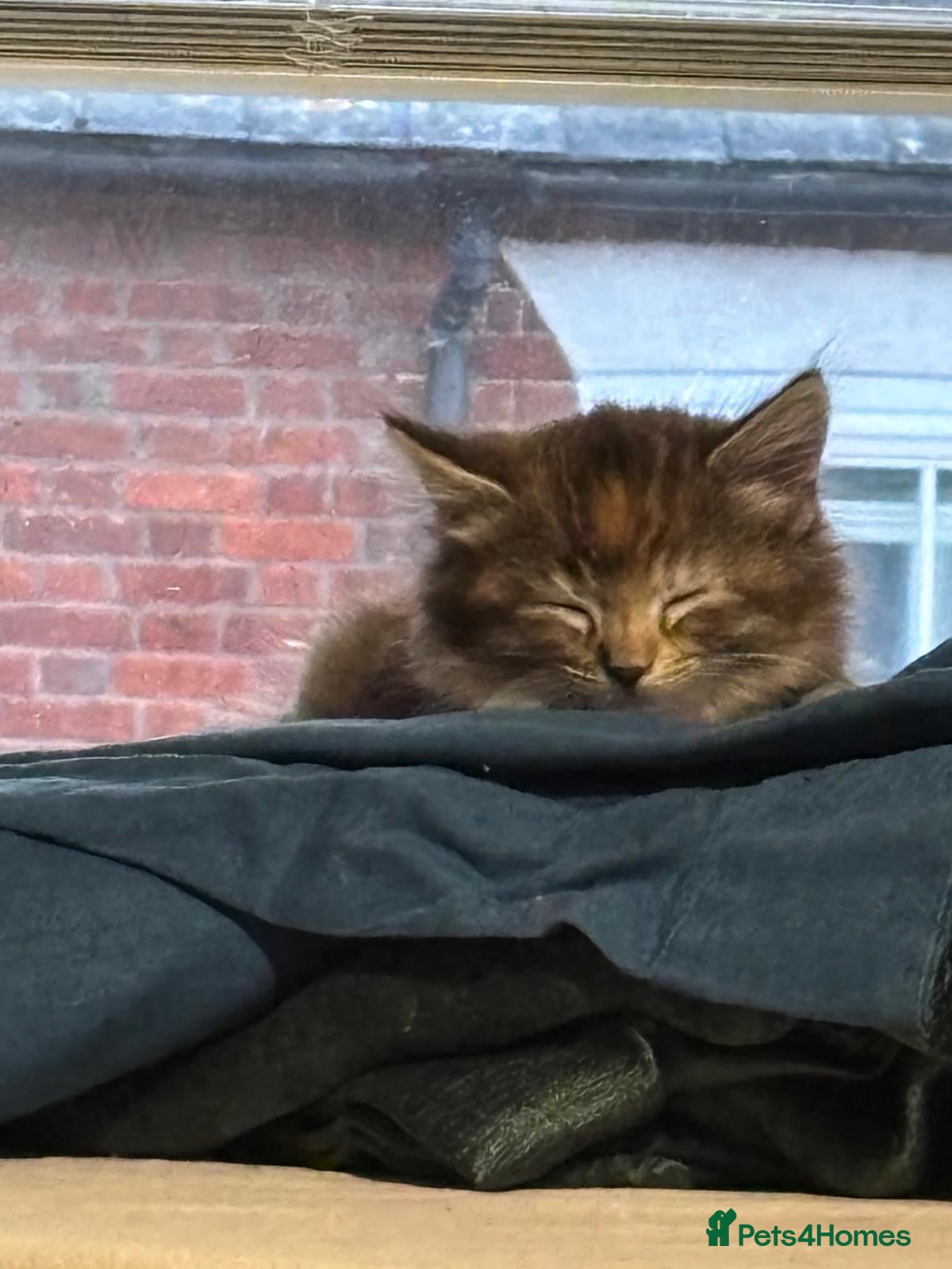 Mixed Breed cats Two female kittens ready to go now - Advert 1