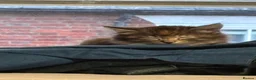 Mixed Breed cats for sale: Two female kittens ready to go now in Bury Saint Edmunds - Advert 1