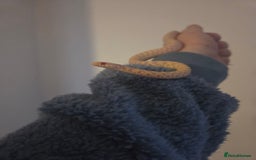 Garter Snake reptiles for sale: Albino Checkered Garter Snakes Price Reduced  - Image 4