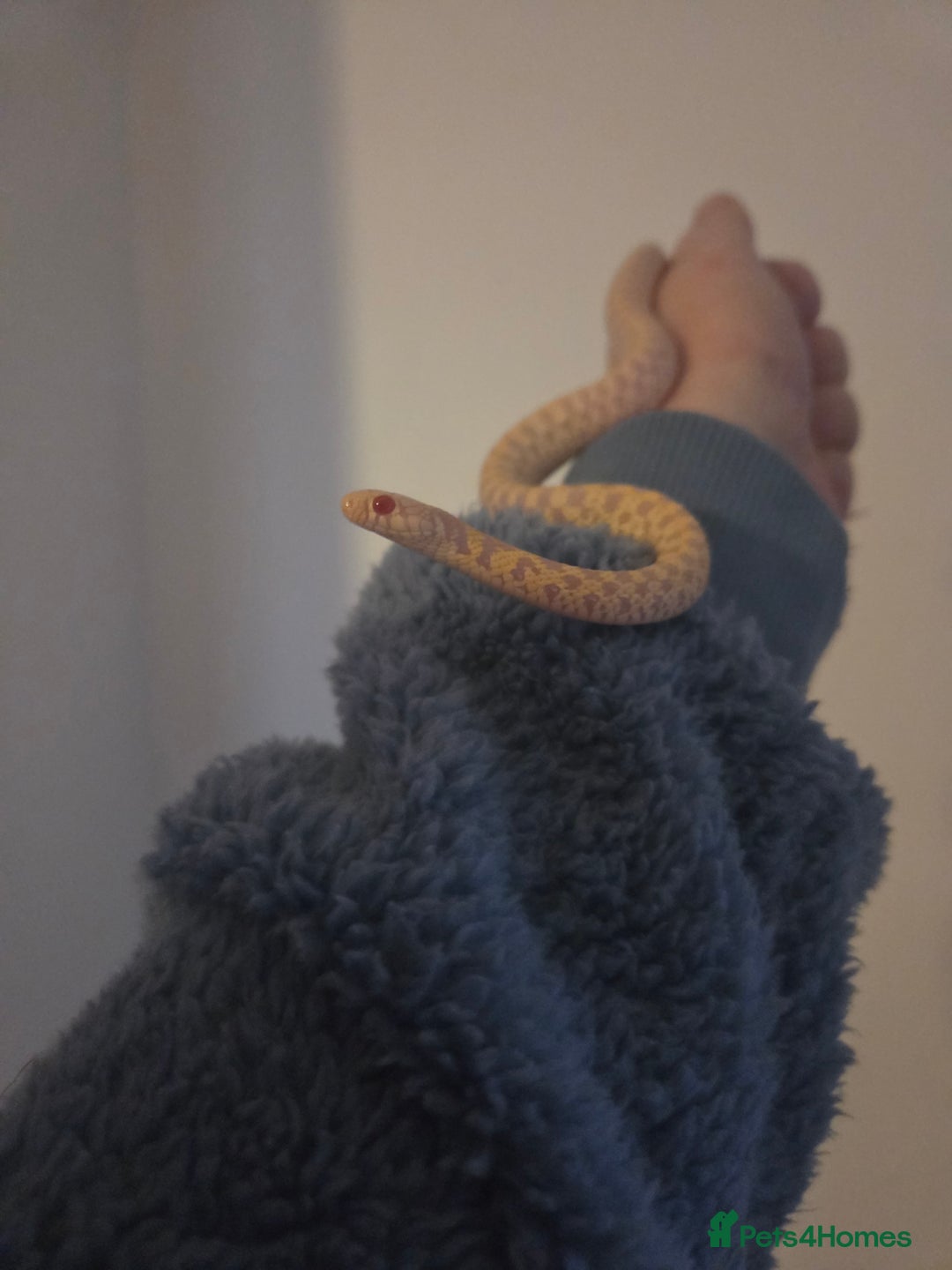 Garter Snake reptiles for sale: Albino Checkered Garter Snakes Price Reduced  - Image 4