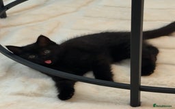British Shorthair cats for sale: Fluffy Chocolate British Shorthair Kittens 🐾 - Image 37