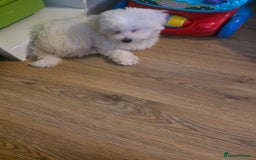 Maltipoo dogs for sale: A white maltpoo - Advert 2