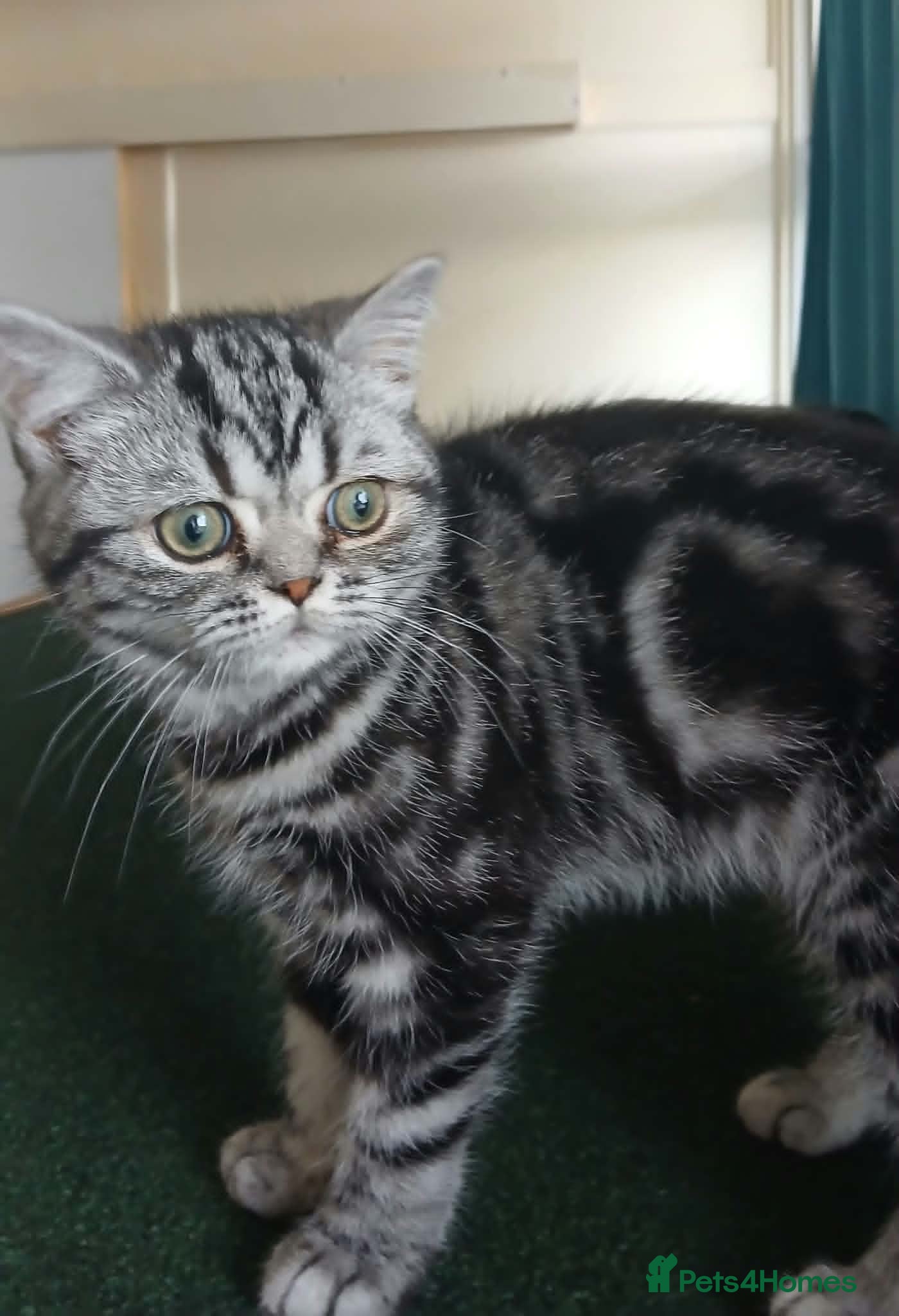 British Shorthair cats Bsh. Silver Classic Tabby . - Advert 16
