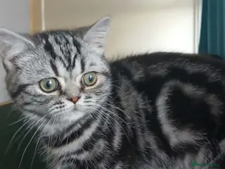 British Shorthair cats Bsh. Silver Classic Tabby . - Advert 16
