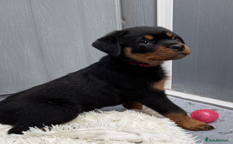 Rottweiler dogs - Advert 1