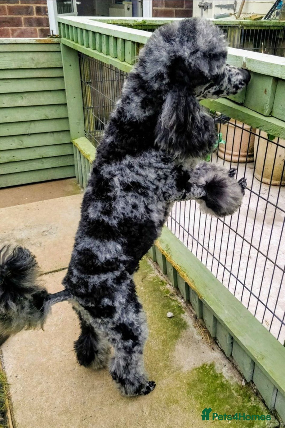 Goldendoodle dogs for sale: Exceptional Medium Goldendoodle pups for sale - Advert 11