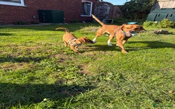 Mixed Breed dogs for sale: Thor ❤️ - Image 11
