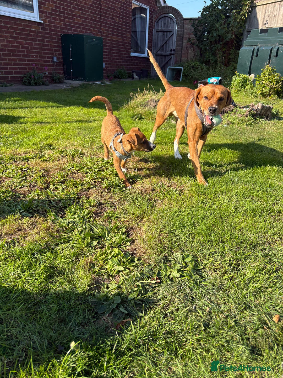 Mixed Breed dogs for sale: Thor ❤️ - Image 11