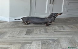Miniature Dachshund dogs for sale: Stunning kc Miniature dachshund puppies🩷  - Image 6