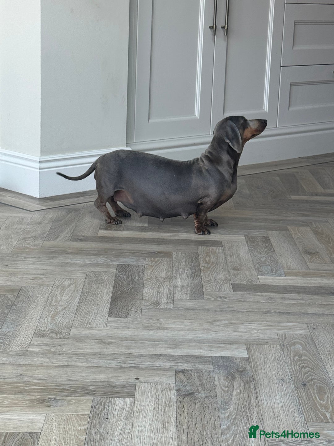 Miniature Dachshund dogs for sale: Stunning kc Miniature dachshund puppies🩷  - Image 6