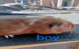 Guinea Pig rodents for sale: 6 Baby male guinea pig - Image 6