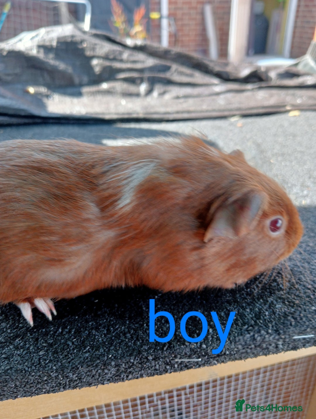Guinea Pig rodents for sale: 6 Baby male guinea pig - Image 6