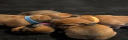 Miniature Dachshund dogs for sale: Miniature dashaund puppies  - Advert 20