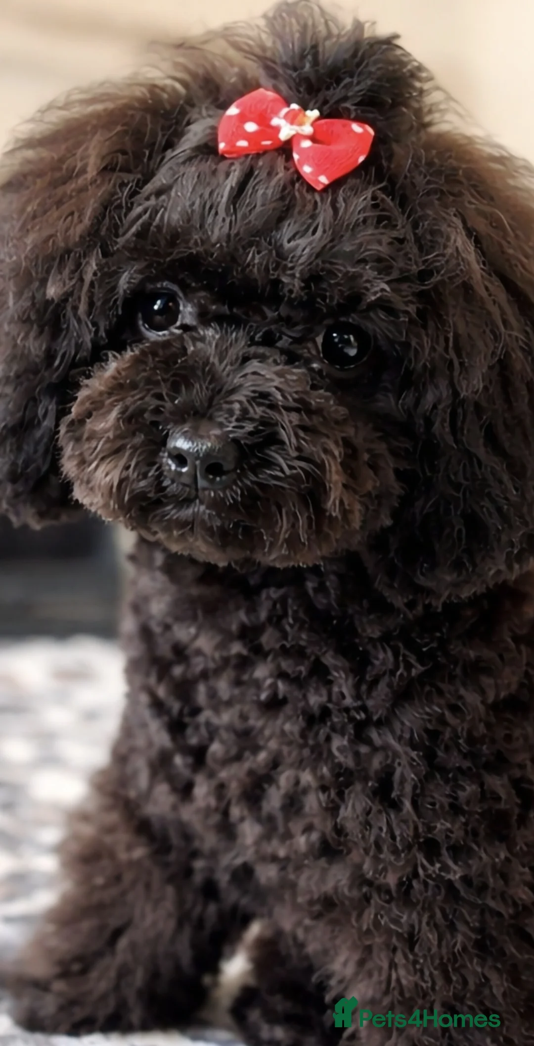 Toy Poodle dogs for sale: Asian toy poodle round eyes sable flat muzzle  - Advert 12