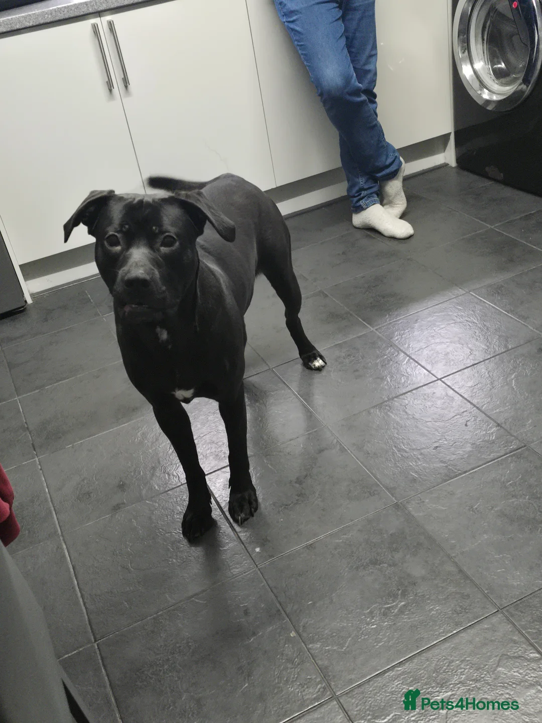 Mixed Breed dogs for sale: Loving dog for rehome in Telford - Advert 1
