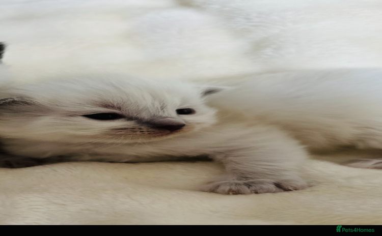 Ragdoll cats - Advert 12