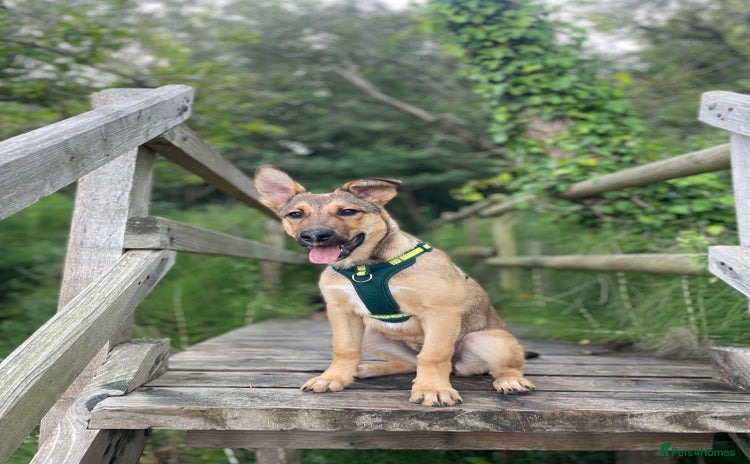 Mixed Breed dogs - Advert 1