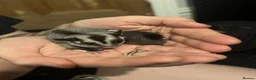 Sugar Glider rodents for sale: 2 x Sugar Gliders for Sale - Advert 2