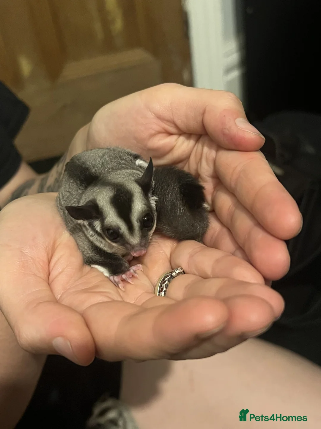 Sugar Glider rodents for sale: 2 x Sugar Gliders for Sale - Advert 2