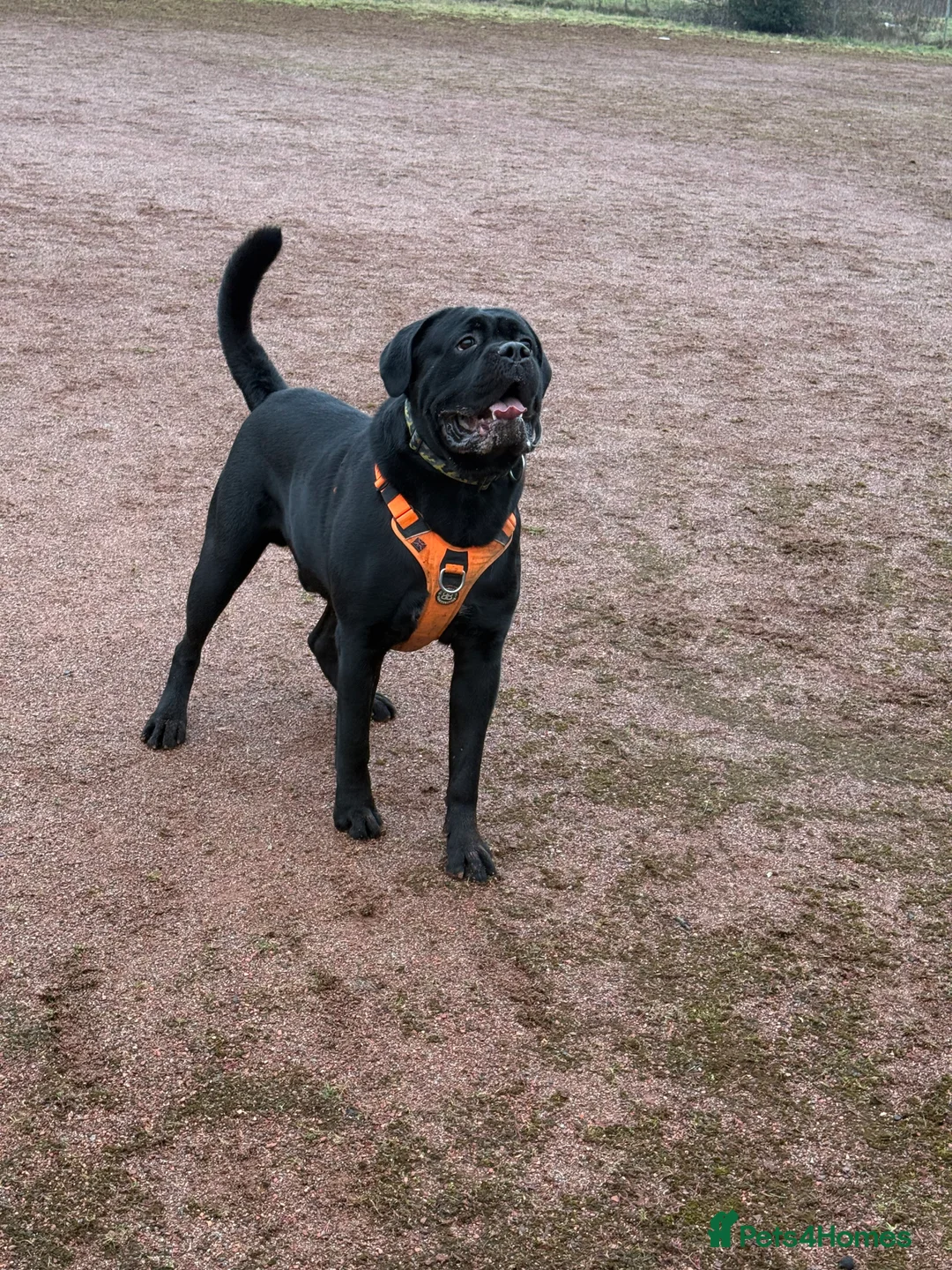 Cane Corso dogs for sale: Ragnar - Advert 3