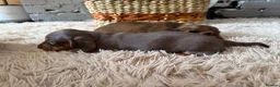 Miniature Dachshund dogs for sale: Beautiful Miniature Dachshund Puppies - Advert 4