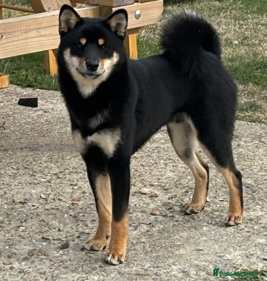 Japanese Shiba Inu dogs for stud: Champion Japanese Line Shiba Inu For Stud - Image 5