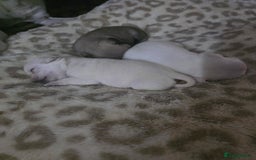 Pug dogs for sale: Full breed pugs pups 5 male 1 female  - Advert 6