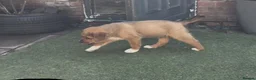 Central Asian Shepherd dogs for sale: Central Asian Shepard - Advert 26