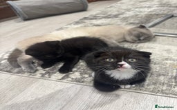 Scottish Fold cats for sale: Scottish fold and straight kitten - Image 4
