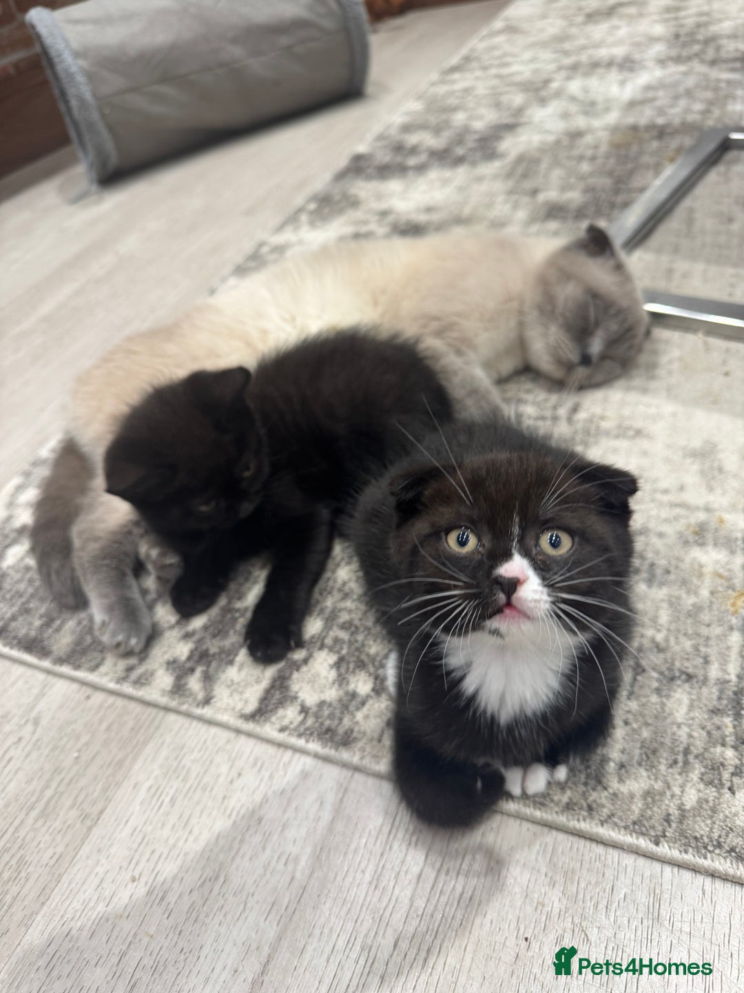 Scottish Fold cats for sale: Scottish fold and straight kitten - Image 4
