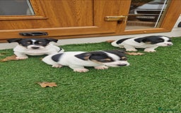 Jack Russell dogs for sale: Jackrussel pup - Advert 6