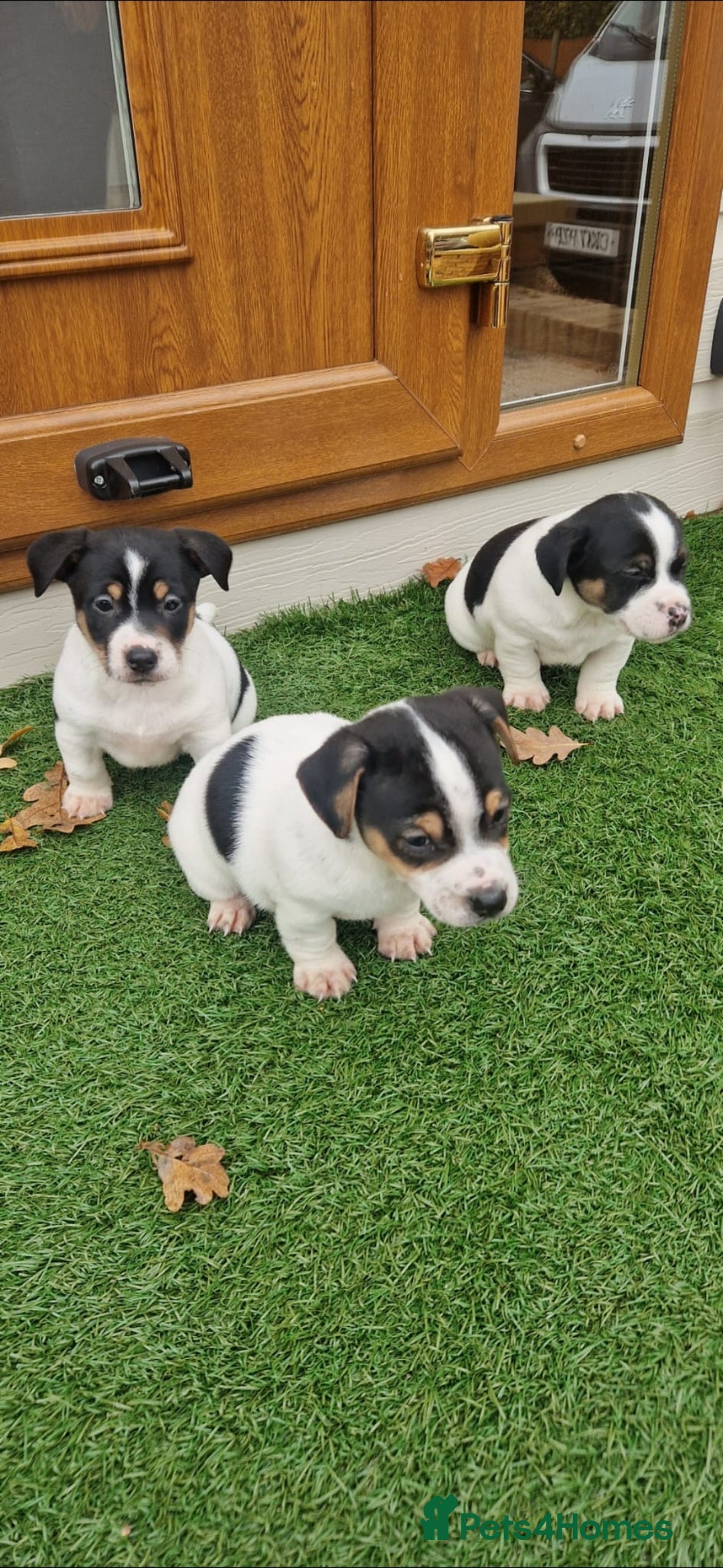 Jack Russell dogs for sale: Jackrussel pup - Advert 6
