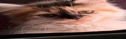 Mixed Breed cats for sale: Female Calico - Advert 2