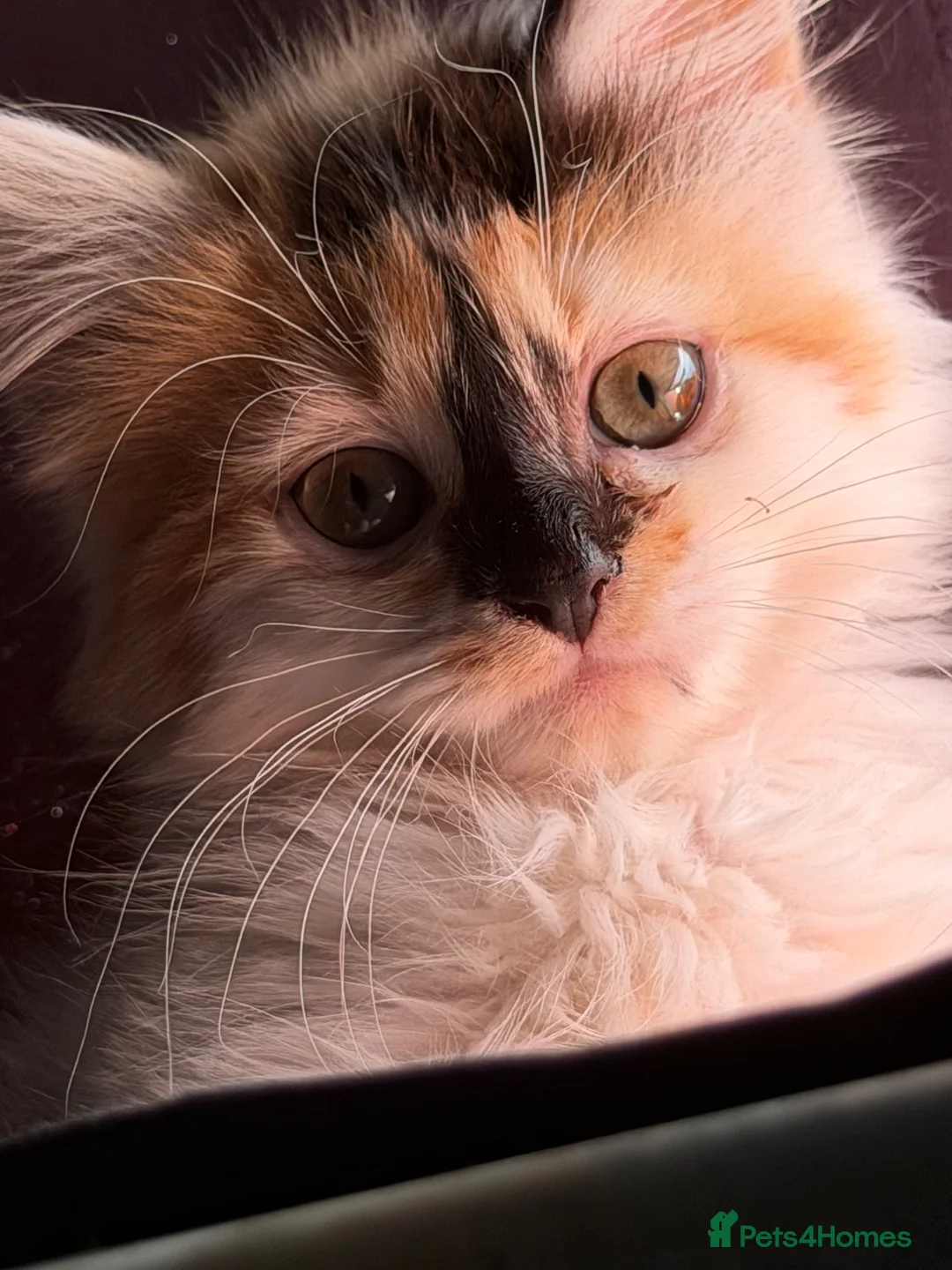 Mixed Breed cats for sale: Female Calico - Advert 2