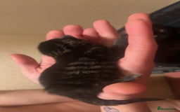 Mixed Breed cats for sale: Black Tabby kittens - Image 10