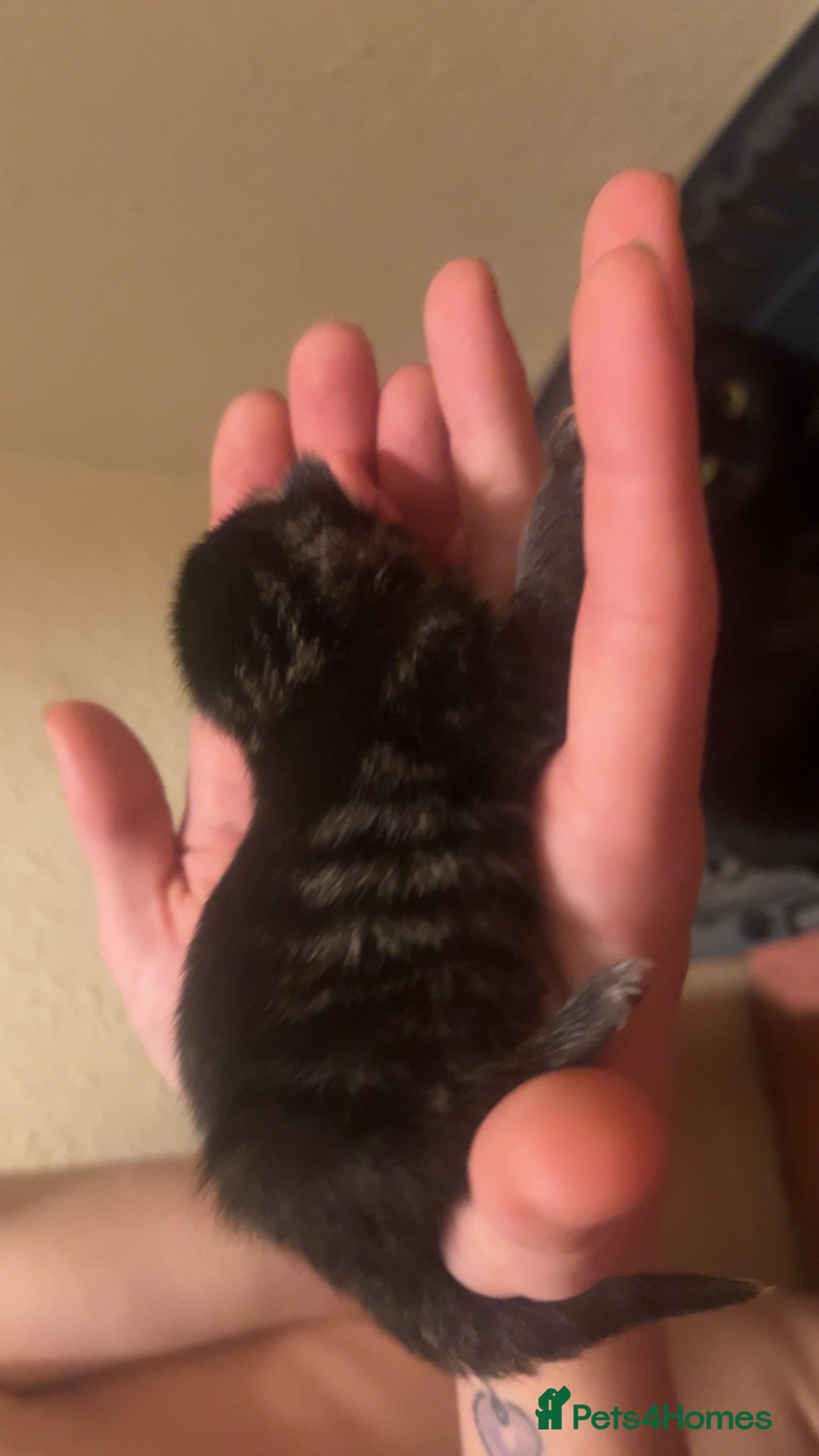 Mixed Breed cats for sale: Black Tabby kittens - Image 10