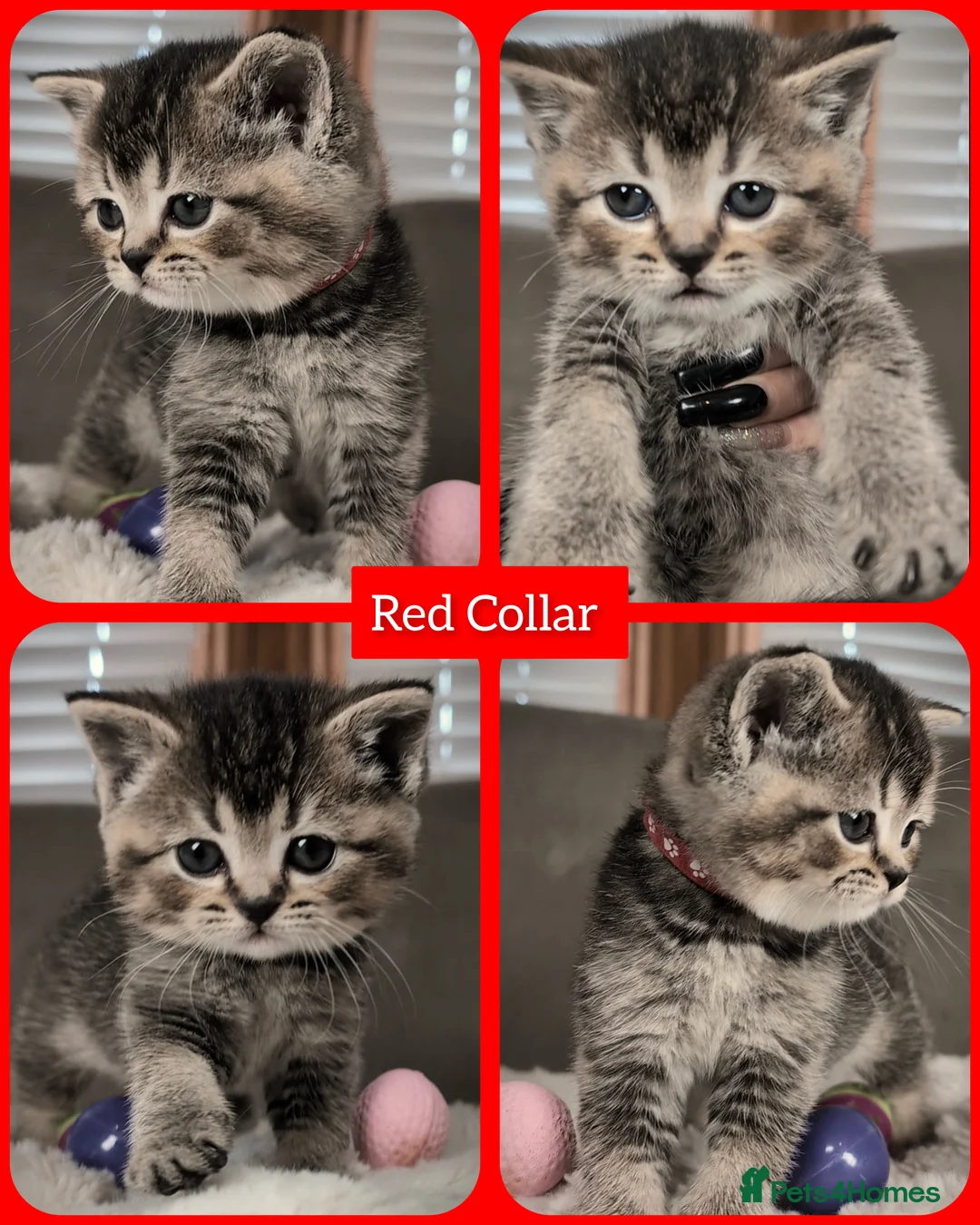 British Shorthair cats for sale: BSH 🩷🩵 READY to RESERVE  - Advert 7