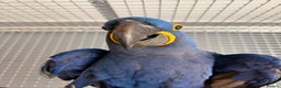 Macaws birds for sale: Hand reared hyancinth macaw - Advert 2