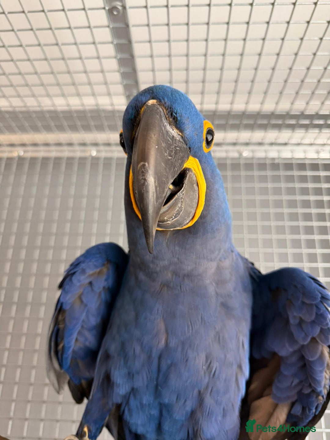 Macaws birds for sale: Hand reared hyancinth macaw - Advert 2