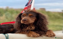 Cocker Spaniel dogs for sale: 8 AMAZING KC REG WORKING COCKER SPANIEL PUPPIES - Image 38