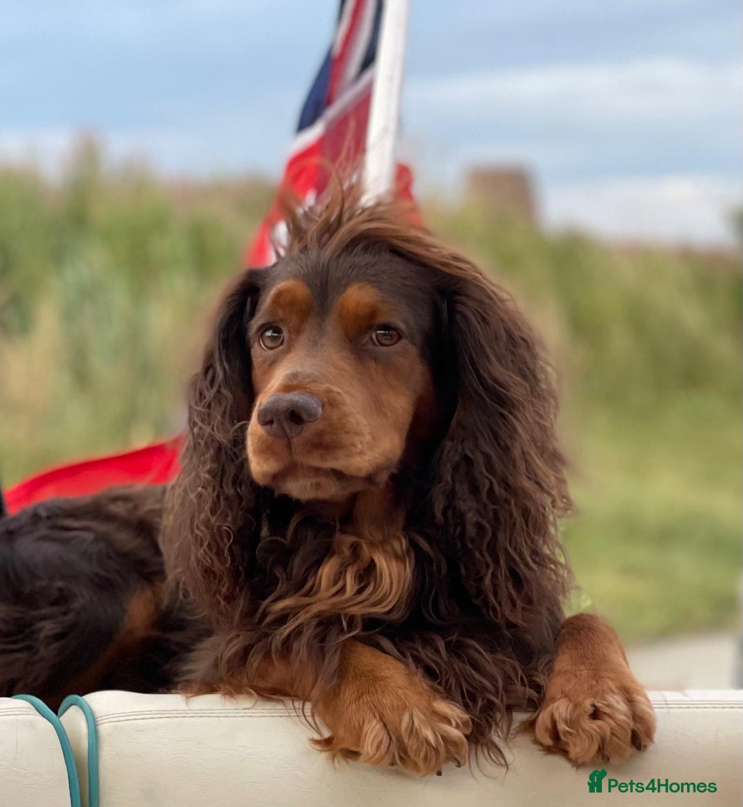 Cocker Spaniel dogs for sale: 8 AMAZING KC REG WORKING COCKER SPANIEL PUPPIES - Image 38