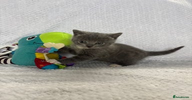 British Shorthair cats - Advert 16