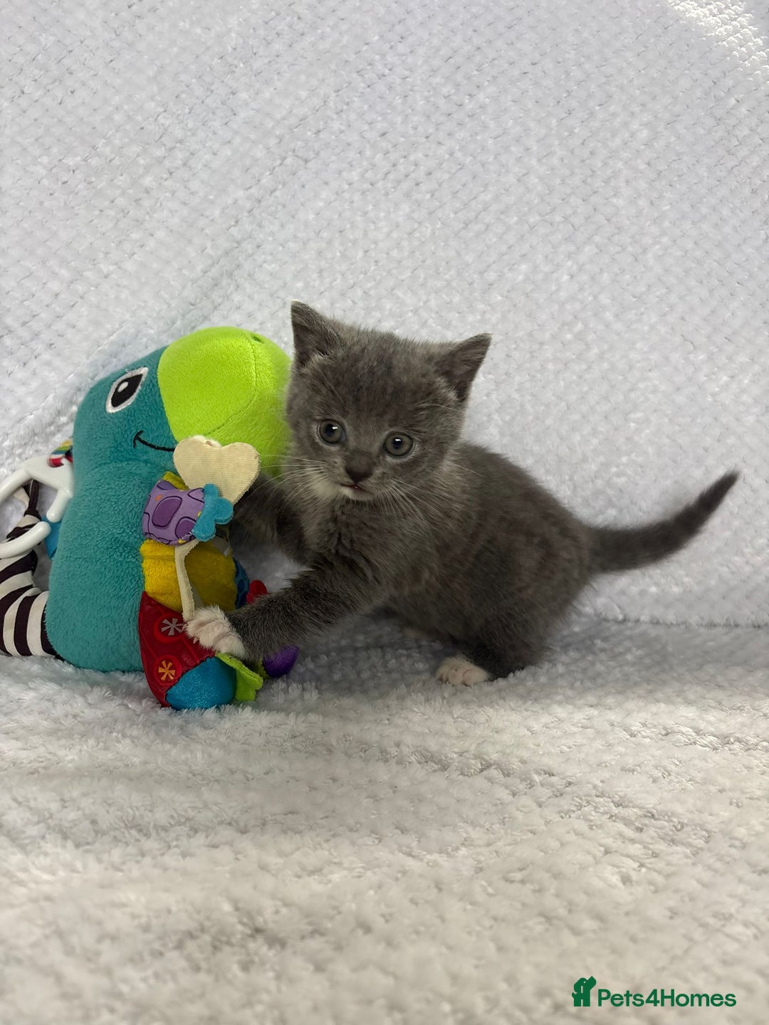 British Shorthair cats for sale: Beautiful British shorthair x kittens - Image 3