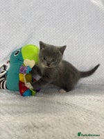 British Shorthair cats - Advert 6