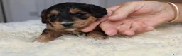 Cockapoo dogs for sale: ELITE COCKAPOOS HAVE 2 F1 COCKAPOO PUPS AVAILABLE - Advert 24