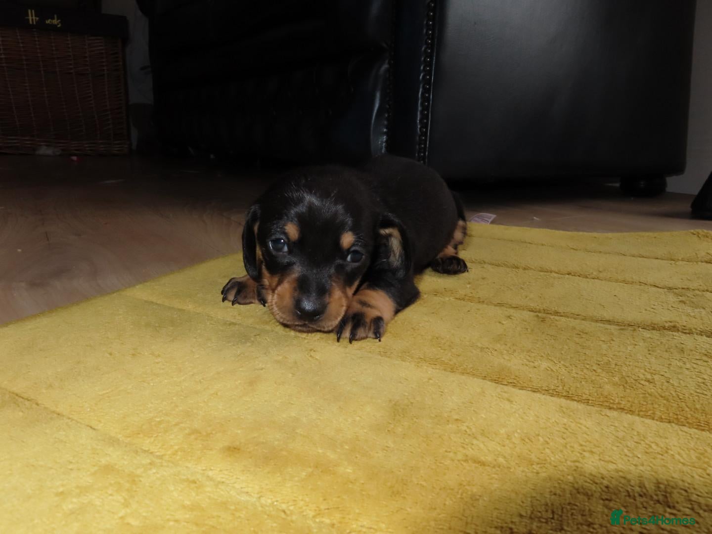 Dachshund dogs Dachshund puppies  - Advert 5