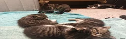 Mixed Breed cats for sale: The Magnificent Seven - Advert 4